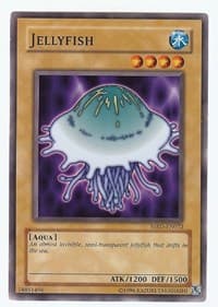 Jellyfish