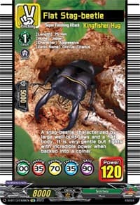 Flat Stag-beetle