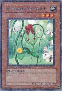 Naturia Rosewhip